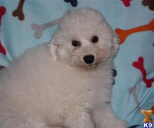 bichon frise puppy posted by Tiny Tots Texas